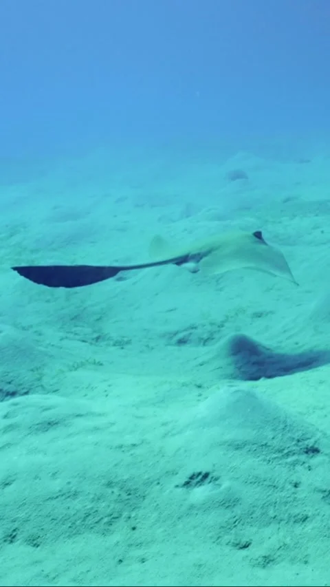 Back view of Сowtail Weralli stingray swims over sandy bottom on deep Stock Footage 252015606