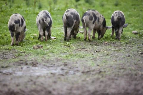 Back view of spotty piglets eating Stock Photos