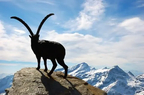 Back view of a steinbock statue, italy Stock Photos