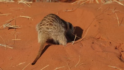 A back view of a suricate digging in the red sand. Vidéo 309500587