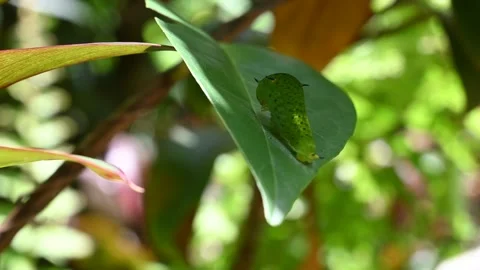 Back view of a Tailed green jay caterpillar sitting on top of a leaf Video stock 246623635