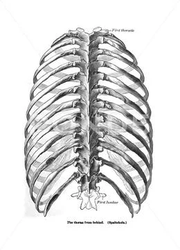 Back view of a thorax human body part from an old anatomy textbook ...