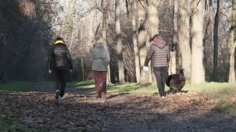 Back view of three friends walk in a pine forest landscape with a black dog Video stock 168951462