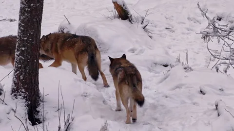 Back view of three wild grey wolves walking on snow-covered ground in Finland Stock Footage 344806622