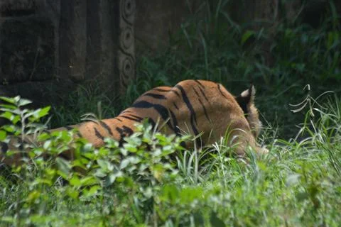 Back View of a Tiger Resting in Lush Green Grass Stock Photos