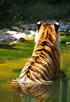 Back view of a tiger in water Stock Photos