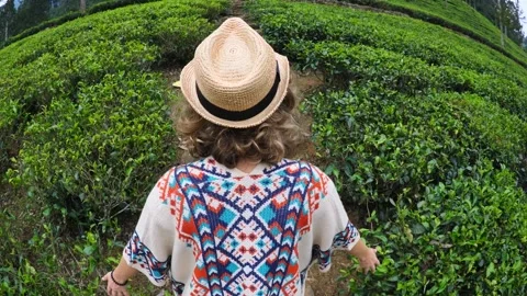 Back view traveler walking through tea plantations in hat and cape, touching Stock Footage 277275136