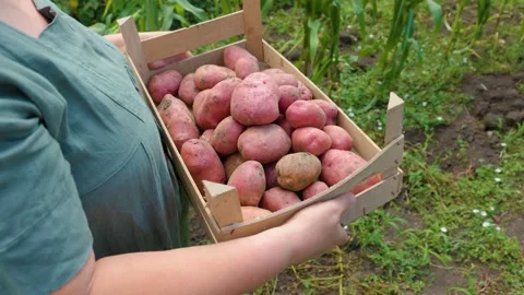 Back view trekking shot in vegetable garden woman farmer carries a box of ripe Stock Footage 205918021