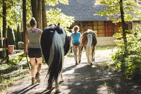 Back view of two horses walking side by side with theiir trainers, caucasian Stock Photos