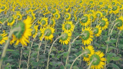Back View of a Vast Sunflower Field in Summer, Fukuoka Japan Stock Footage 344967605