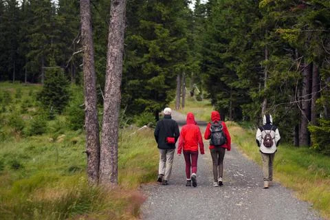 Back view of a walking group of hikers on a path near the forest Stock Photos