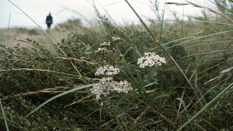 Back view of walking man, flowers and grass foreground in National Park. Vídeo Stock 119828257