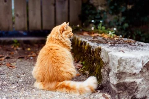 Back view well-fed ginger cat sits outdoors on a rock patio near the wooden Stock Photos
