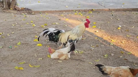 Back view of a white bantam rooster with hens on sandy ground. Vídeo Stock 339190640