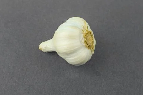 Back view of a white colored medium size garlic in front a dark background Stock Photos
