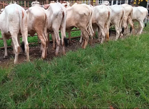 Back View of White Cows Lined Up at Traditional Livestock Market for Eid al-Adha 스톡 동영상 335019698