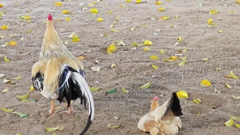 Back view of a white rooster and hen on sandy ground with leaves. 스톡 동영상 339188989