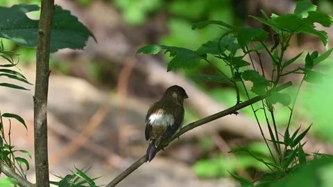 Back view of white-rumped munia on a branch in sunny woodlands Stock Footage 336902663