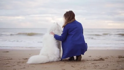 Back view of a white samoyed and young woman sitting together on the sand by the Stock Footage 83165971