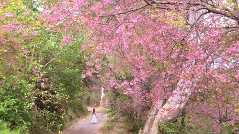Back view of woman is sightseeing cherry blossom walking on road Видео 171078596