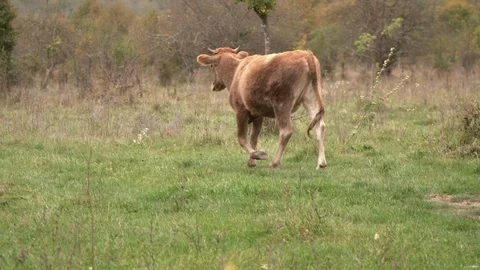 Back view of a young brown bull goes on a green meadow Stock Footage 119254917