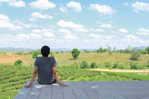 Back view of young man looking too Choui Fong tea plantation. - Chiang Rai Th Stock Photos