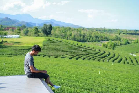 Back view of young man looking too Choui Fong tea plantation. - Chiang Rai Th Stock Photos