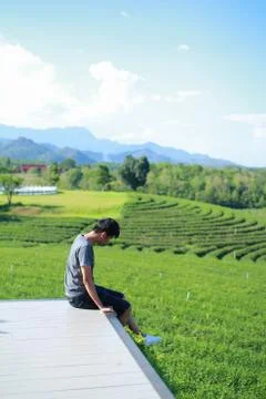 Back view of young man looking too Choui Fong tea plantation. - Chiang Rai Th Stock Photos