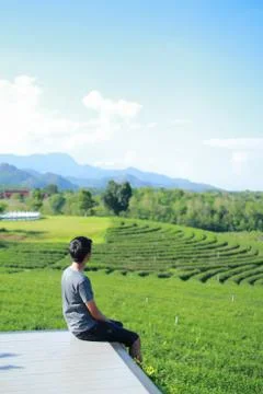 Back view of young man looking too Choui Fong tea plantation. - Chiang Rai Th Stock Photos