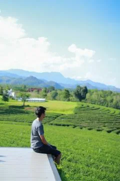 Back view of young man looking too Choui Fong tea plantation. - Chiang Rai Th Stock Photos