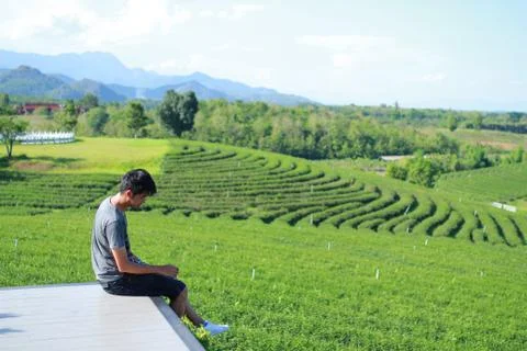 Back view of young man looking too Choui Fong tea plantation. - Chiang Rai Th Stock Photos