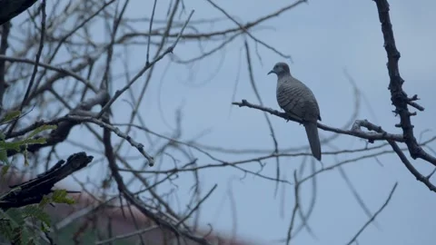 Back view of a zebra dove silhouette in evening light Stock Footage 339314458