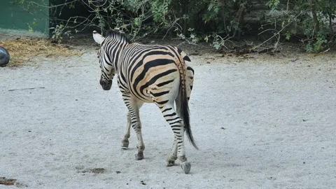 Back view of a zebra walking away across sandy ground in a zoo or safari park Stock Footage 306281637