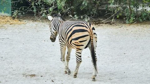 Back view of a zebra walking away across sandy ground in a zoo or safari park Stockfoto's