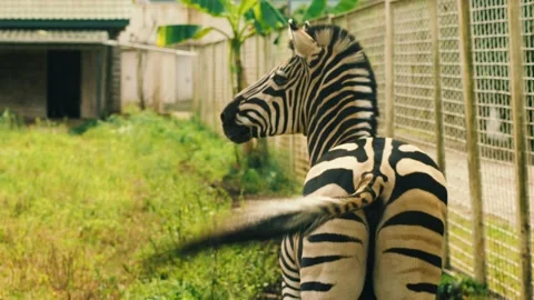 Back view of a zebra waving its tail. Mountain zebra lives on the plateaus Vídeo Stock 232001720