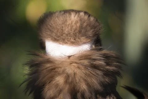 Back of a Vulture's Head Stock Photos