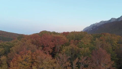 Back in the wood Stock Footage 118995437