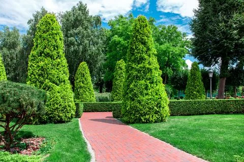 Back yard with red tile alleys for walks among evergreen thuja. Stock Photos