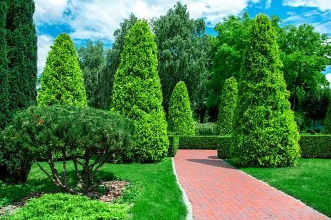Back yard with red tile path for walks among evergreen thuja. Stock Photos