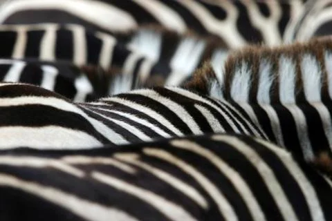 Back of zebras pattern Stock Photos