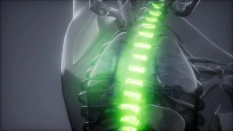 Backache in Back Bones Stock Illustration