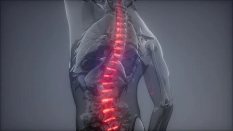 Backache in Back Bones Stock Illustration