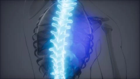 Backache in Back Bones Stock Illustration