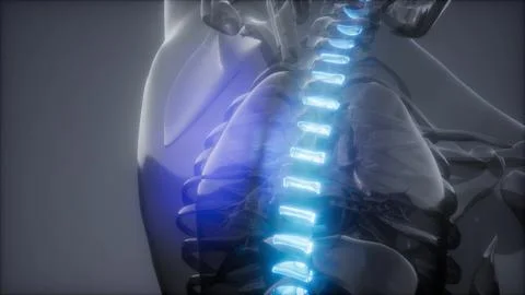Backache in Back Bones Stock Illustration