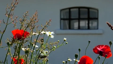 Backåkra, Österlen, Skåne, Swede Stock Footage 220443955