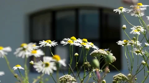 Backåkra, Österlen, Skåne, Sweden Stock Footage 220443931