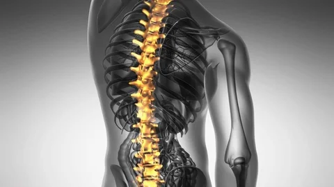 backbone. backache. science anatomy scan... | Stock Video | Pond5