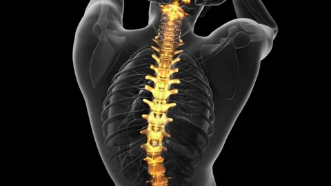 Backbone backache science anatomy scan of human spine bones glowing 스톡 동영상 279816145