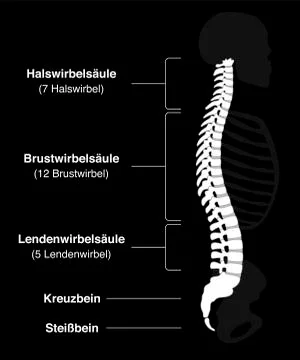Backbone GERMAN Black Background イラスト素材
