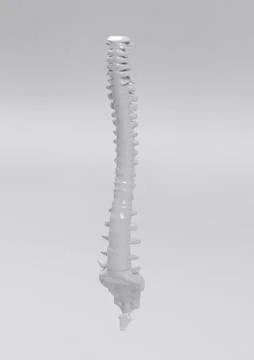 Backbone human white gray isolated 3d illustration Stock Illustration